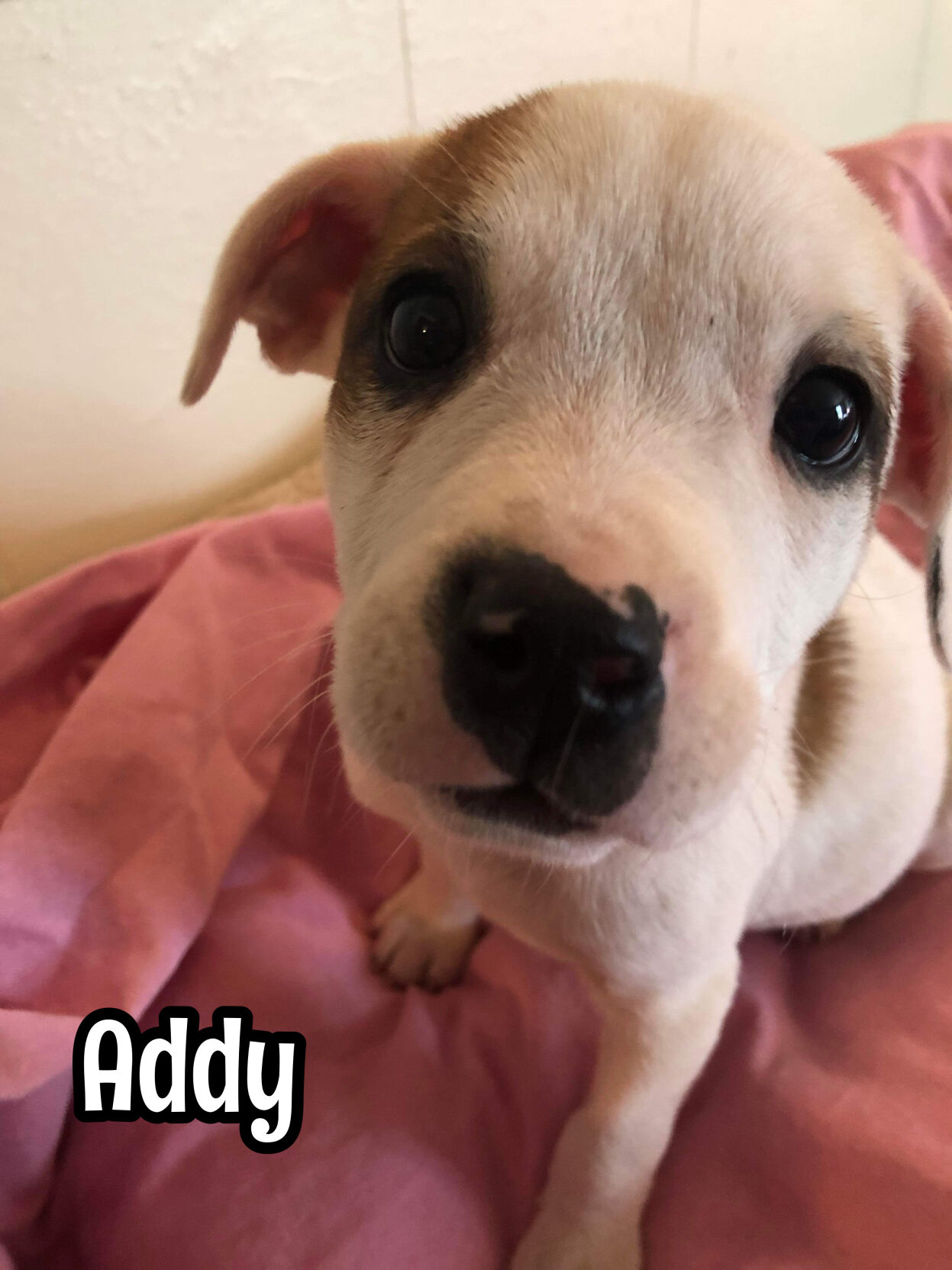 Addy